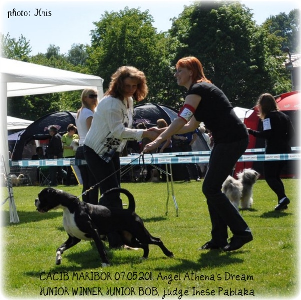 Cacib Maribor 2011, Junior BOB